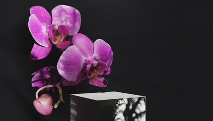 Black square stand for presentations of packaging and cosmetics with delicate orchid flowers in...