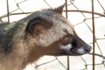 close up of a raccoon