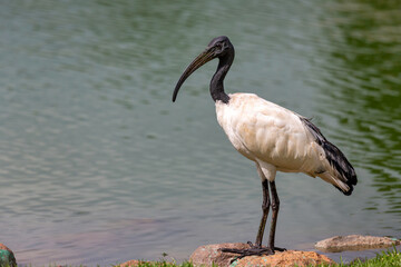 Ibis