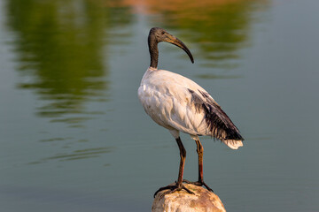 Ibis