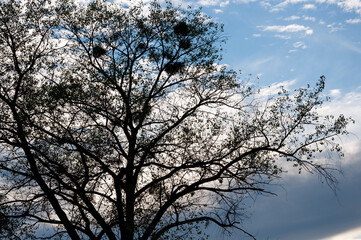 Silhouette of the aspen tree with black leaves on the background of light blue sky. Warm autumn