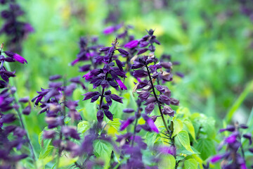 field with purple flowers close-up