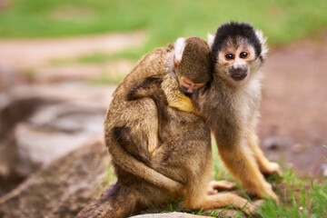 Theyre curious about the world. Shot of a cute little monkey carrying her baby.