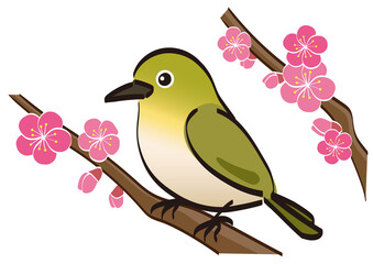 梅の花が咲いた枝に止まる一羽のメジロ