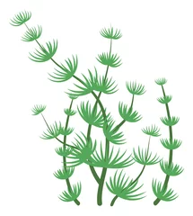 Fototapete Tropische Blätter Nitella seaweed. Green algae. Aquatic flora symbol