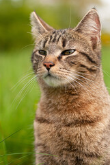 Naklejka na ściany i meble Cat is sitting in a meadow, spring and summer season, domestic animal, portrait