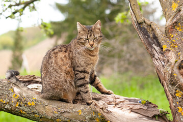 Cat is sitting on a tree, spring and summer season, domestic animal, portrait
