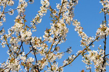 Cherry blossoms in the spring, blue sky, springtime season, botanic