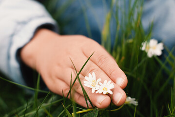 Hand of a child with camomile flowers, spring and summer seasons, discovering nature in childhood