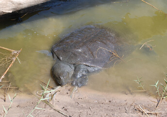 Obraz premium Nile softshell turtle in Nahal Alexander in Israel, Trionyx triunguis in the water, habitant of rivers