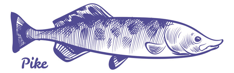 Pike sketch. Freshwater predator. Hand drawn fish