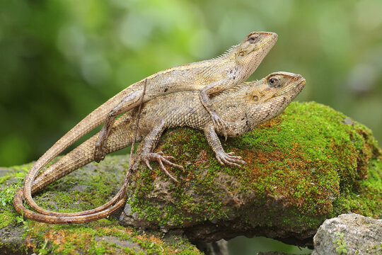 Two oriental garden lizards are sunbathing on a moss-covered rock. This reptile has the scientific name Calotes versicolor. 