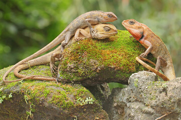 Three oriental garden lizards are sunbathing on a moss-covered rock. This reptile has the...