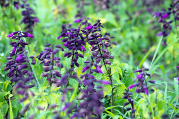 field with purple flowers close-up