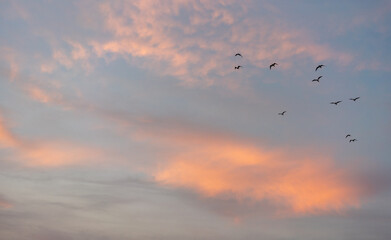 Flock of birds flying over sunset sky with clouds, abstract natural background and texture