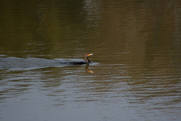 池で泳いでいるカワウ