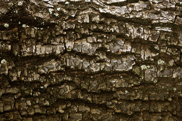 Wooden Bark in the garden , Close up Texture