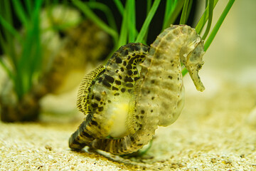 seahorses in sea grass. small aquatic animals in close up. interesting to observe