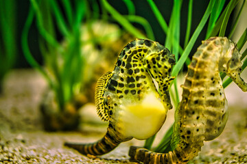 seahorses in sea grass. small aquatic animals in close up. interesting to observe - obrazy, fototapety, plakaty