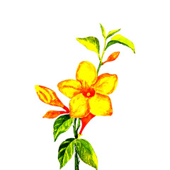 yellow lily isolated on white background