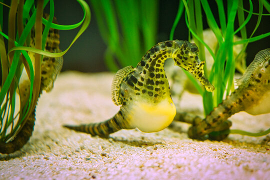 seahorses in sea grass. small aquatic animals in close up. interesting to observe