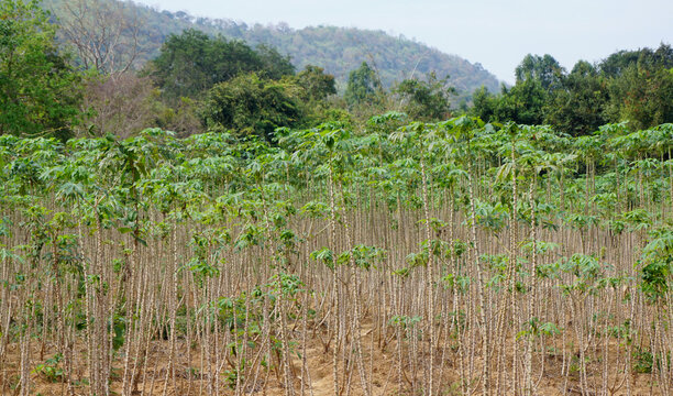 Cassava tree farm at countryside
