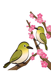 梅の花が咲いた枝に止まる二羽のメジロ