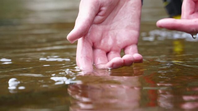 Close-up, beautiful Brown Trout is released into cold river water