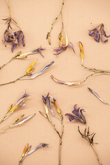 Pattern of beautiful dried flowers. Withered lily flower on beige background. 