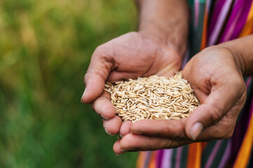 Close up Farmer Hands Holding rice grains