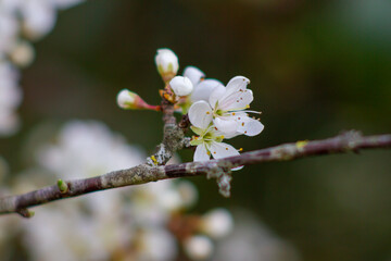 Flowering of Blackthorn tree (Prunus spinosa or sloe ) flowers in the springtime.Ecology,Italy