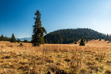 Stredna polana meadow in autumn Chocske vrchy mountains in Slovakia © honza28683