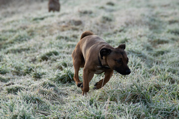 dog running in the field