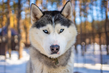 Portrait of gorgeous, cute and happy Siberian Husky dog standing in dog farm near Kemerovo, Siberia, Russia