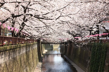 Obraz premium 目黒川の桜。 