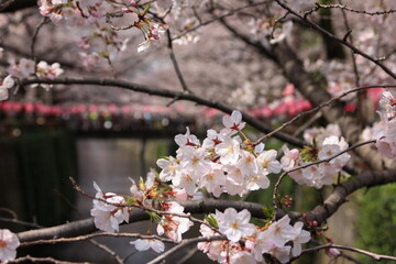 目黒川の桜。	
