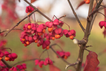 a twig of a spindle shrub with flowers