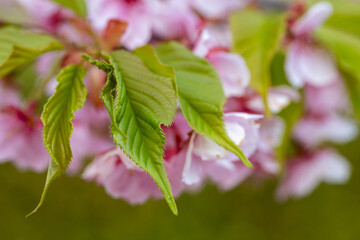 福岡市植物園の河津桜