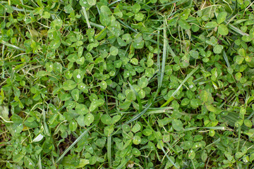 Clover with dew drop on leaf, top view natural background