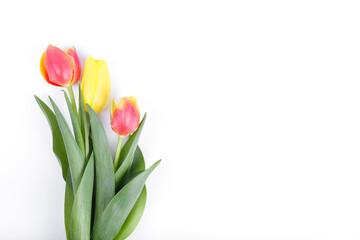 Beautiful, multicolor, spring tulips on white background. Copy space for a text
