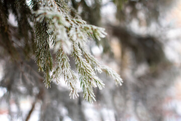 Fir branch covered with snow, natural Christmas tree branch in nature, snowy coniferous needles