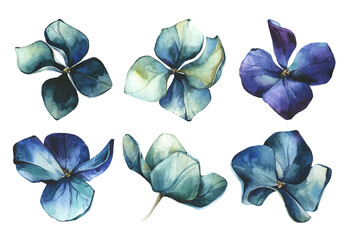 Obraz na płótnie Canvas Watercolor painted set of blue and emerald flowers of hydrangea. Vector traced floral collection isolated.