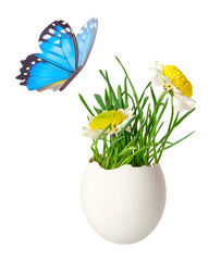Life Easter concept. Green sprouts with spring flowers and butterfly isolated on white