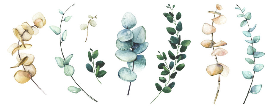 Watercolor hand painted set of blue and beige eucalyptus branches. Vector isolated floral illustration collection.
