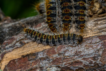 Macro photography of caterpillars in pine trees