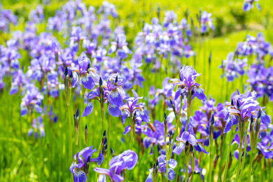 Blue flowers iris blossom in nature elegant flower