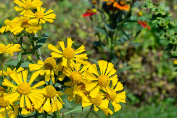 Helenium autumnale Goldrausch blossom yellow autumn flower, wild bloom Minnesota