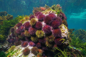 Group of sea urchins underwater ( purple sea urchin  Paracentrotus lividus), eastern Atlantic Ocean, Spain, Galicia - Powered by Adobe