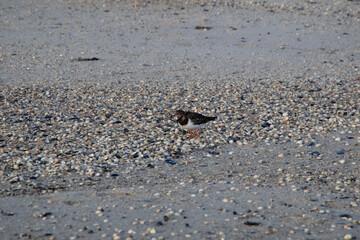 fish on the beach