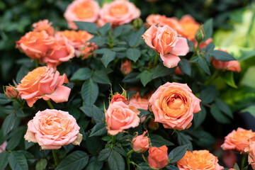 Tea rose blossom, delicate orange rose flower. Background backdrop wallpaper for design
